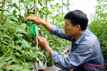 Bà con nông dân huyện Đơn Dương (Lâm Đồng) ứng dụng khoa học công nghệ vào sản xuất nông nghiệp. (Ảnh: VĂN BẢO)