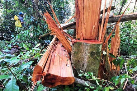 Hiện trường vụ phá rừng trái phép tại xã Trà Bui.