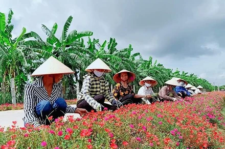 Đường hoa làm đẹp quê hương ở xã Thanh Xá, huyện Thanh Hà.