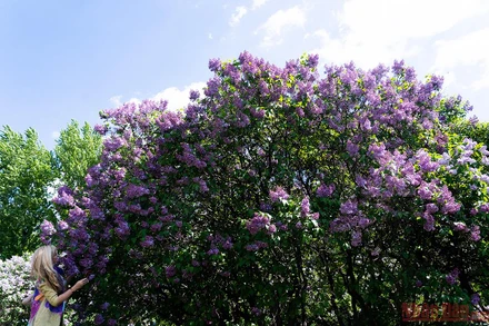 Mê mẩn vườn Tử đinh hương giữa lòng thủ đô Moscow