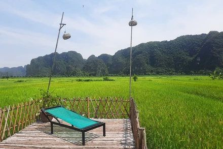 Những cánh đồng lúa ở Tam Cốc chuẩn bị vào độ đẹp nhất. Năm nay do dịch Covid-19, "Sắc vàng Tam Cốc - Tràng An" lại lỡ hẹn với du khách (Ảnh: H.B)