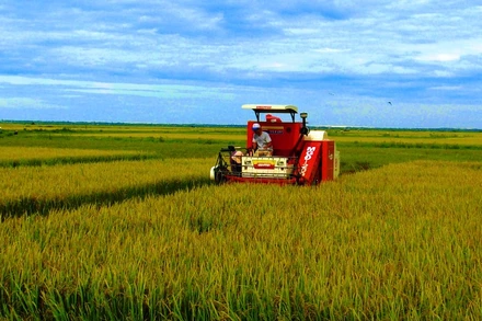 Nông dân Quảng Bình thu hoạch lúa đông xuân.