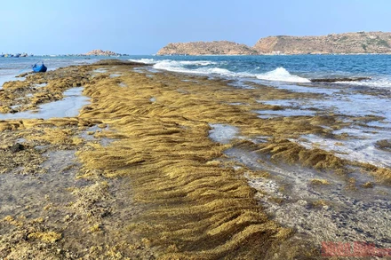 Bức tường bí ẩn dưới đáy biển Quy Nhơn