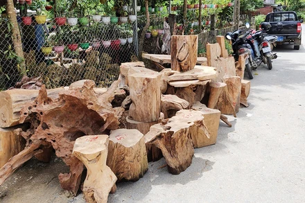 Gỗ pơ mu bị lực lượng chức năng thu giữ.