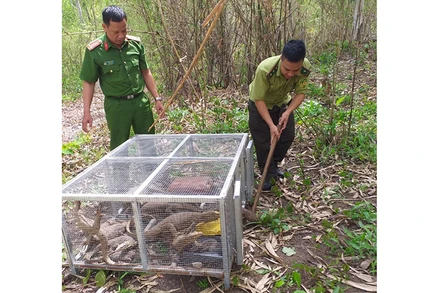 Các lực lượng chức năng tiến hành thả số kỳ đà vân đã tịch thu về môi trường tự nhiên.