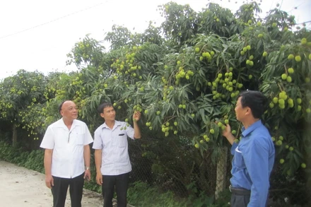 Thăm vườn vải lai chín sớm ở xã Tam Đa, huyện Phù Cừ, tỉnh Hưng Yên.