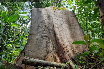 Khai thác lâm sản trái phép ở Vườn quốc gia Hoàng Liên