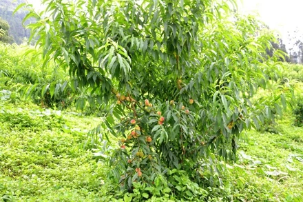 Giống đào Pháp chín sớm thích hợp với khí hậu ôn đới của cao nguyên Bắc Hà.