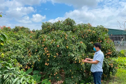 Diện tích vải quả ở Thanh Hà hầu hết được chăm sóc theo tiêu chuẩn VietGAP.