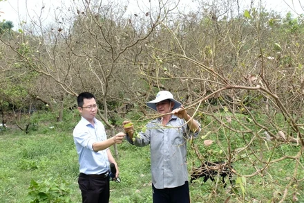 Nhiều vườn cây bị bọ cánh cứng tấn công ở Bình Phước