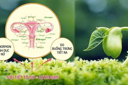 30% phụ nữ dưới 30 tuổi có dấu hiệu rối loạn nội tiết ở mức độ nhẹ