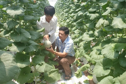 Các vùng cao cưỡng chuyển đổi sang trồng rau màu, dưa lưới cho hiệu quả kinh tế cao hơn so trồng lúa.