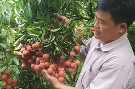  Phía Nhật Bản đã chính thức ủy quyền cho cơ quan kiểm dịch thực vật của Việt Nam giám sát vải thiều xuất khẩu sang thị trường Nhật Bản