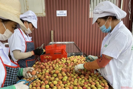 Sơ chế vải quả xuất khẩu ở Công ty CP Ameii. 