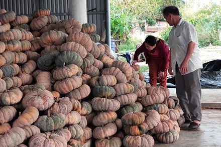 25 tấn bí đỏ gia đình ông Nguyễn Văn Minh, xã Hòa Hội, huyện Phú Hòa vừa thu đành chất đống chờ người thu mua để vớt vát. 