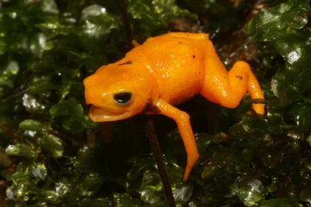 Một loài cóc bí ngô mới được phát hiện ở Brazil.