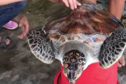 Cá thể vích bị thương