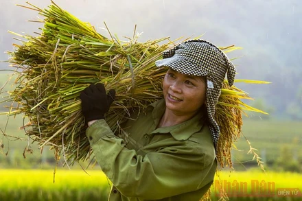 Ngày mùa ở huyện miền núi Anh Sơn