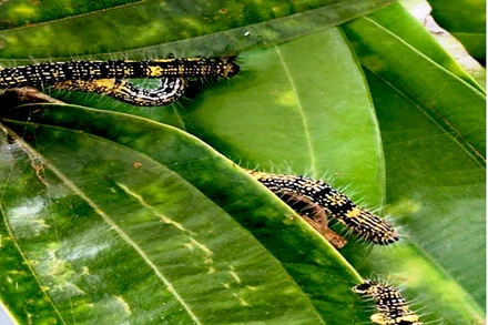 Sâu hại ăn lá quế ở Bảo Yên (Lào Cai).