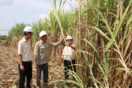 Anh Lê Đình Út (giữa), xã Cam Hiệp Nam, huyện Cam Lâm, tỉnh Khánh Hòa. (Ảnh: VNM)