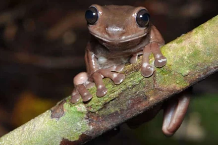  Ếch chocolate, Litoria mira, được các nhà khoa học Australia phát hiện ở đầm lầy New Guinea.