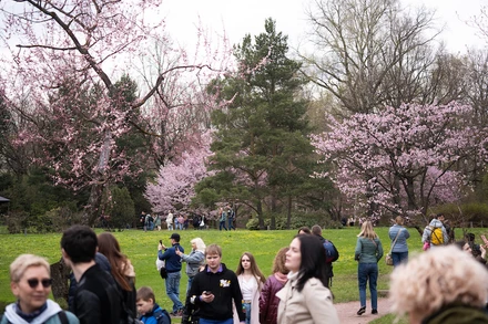 Vườn Nhật Bản trong khuôn viên Vườn Bách thảo Chính (Viện Hàn lâm khoa học Nga) 