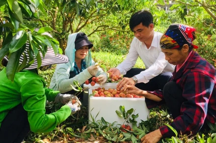 Nông dân Lục Ngạn (Bắc Giang thu hoạch vải thiều. Ảnh: Báo Bắc Giang.