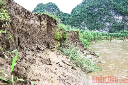 Sạt lở đã “nuốt” nhiều diện tích đất sản xuất của người dân xã Bành Trạch. 