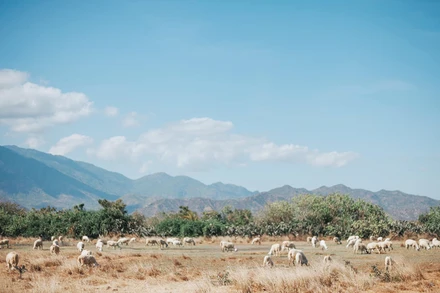 Đồng cừu An Hòa từ đâu đã là điểm thăm quan và trải nghiệm hấp dẫn (Ảnh: Gody.vn)