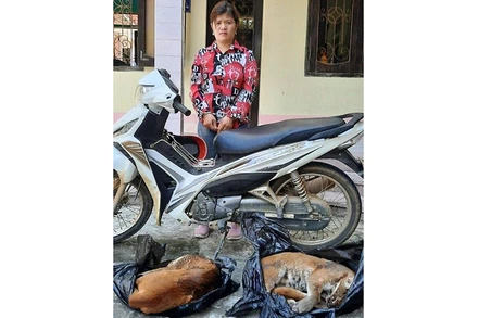 Đối tượng chuyển động vật hoang dã trái phép bị bắt giữ.