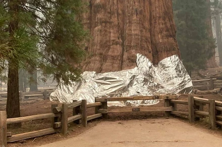 Cây lớn nhất thế giới General Sherman được bọc trong giấy bạc để bảo vệ khỏi đám cháy đang hoành hành ngày 17/9. Ảnh: Reuters.