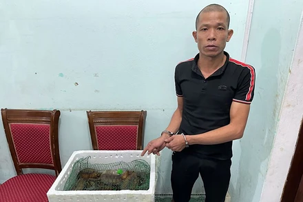 Đối tượng Trần Quang Tuấn cùng 13 cá thể rùa tại Cơ quan công an huyện Hải Hà (Quảng Ninh).