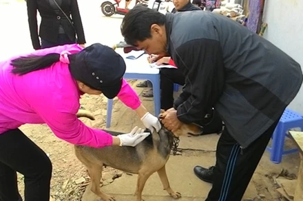 Tiêm vaccine phòng dại cho chó. (Ảnh: Báo Sơn La)