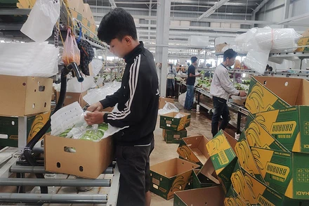 Đóng gói chuối xuất khẩu tại một nhà máy do Việt Nam đầu tư ở Campuchia