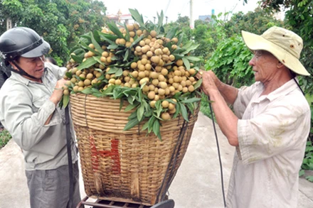 Nông dân Hưng Yên thu hoạch nhãn.