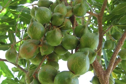 Phát triển bền vững cây mắc ca