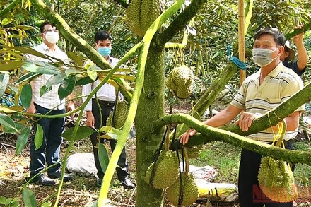 Cán bộ “Tổ công tác đặc biệt” về cơ sở gặp gỡ trực tiếp người dân để giúp tìm đầu ra cho sản phẩm nông nghiệp.