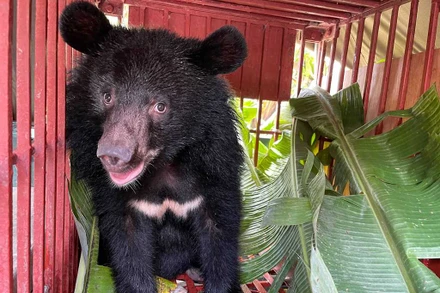 Gấu Wonder có yếm chữ W trước ngực, trong lồng vận chuyển trên đường về.