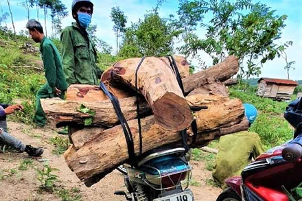 Lực lượng quản lý, bảo vệ rừng Khu BTTN Ea Sô bắt giữ, tịch thu phương tiện và tang vật đưa về đơn vị xử lý.