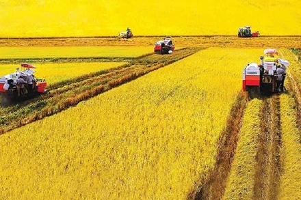 Thu hoạch lúa hè thu ở Bạc Liêu. (Ảnh: NGUYỄN TRỌNG HÁN)