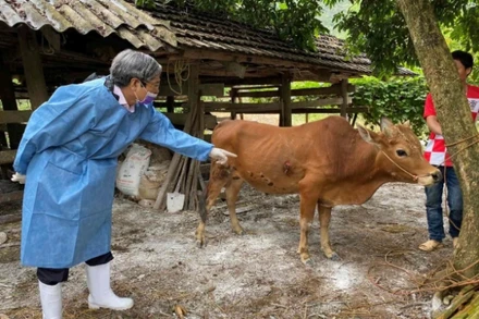 Nhiều nguy cơ tiểm ẩn dịch bệnh trên động vật trong những tháng cuối năm (Ảnh: Cục Thú y)