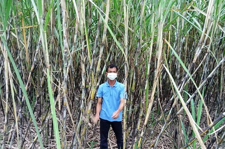 Sau nhiều năm thua lỗ, người trồng mía ở Hậu Giang đang kỳ vọng vào vụ mía này.