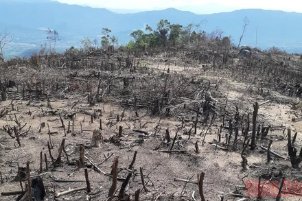 Hiện trường vụ phá rừng tự nhiên ở xã Tây Thuận, huyện Tây Sơn, tỉnh Bình Định.