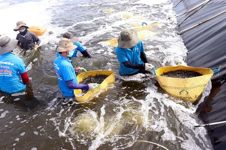 Kết nối cung-cầu thực phẩm cho TP Hồ Chí Minh