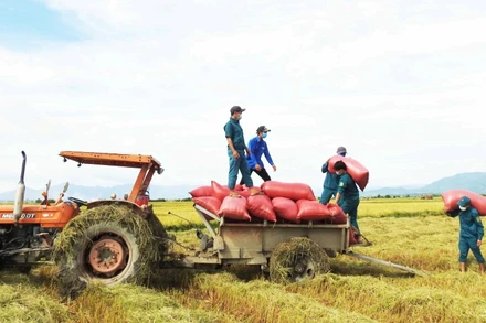 Đoàn thanh niên và dân quân tự vệ xã Phước Hậu, huyện Ninh Phước, tỉnh Ninh Thuận thu hoạch lúa giúp người dân thôn Hiếu Lễ. 