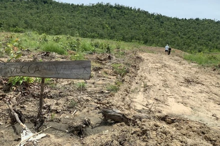 Nhiều diện tích rừng trong số hơn 34 ha rừng phòng hộ bị san ủi để trồng bạch đàn.