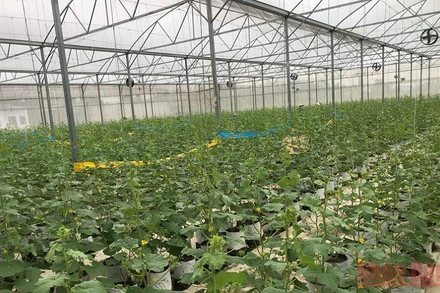 Mô hình trồng dưa lưới công nghệ cao của HTX Âu Việt farm tại tỉnh Hải Dương. (Ảnh: Sơn Hà)