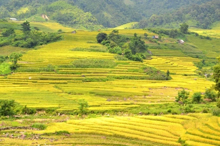 Ruộng bậc thang vàng ruộm lúa chín. (Ảnh: QUỐC HỒNG).