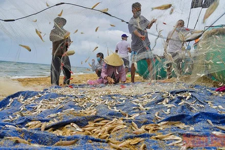 Ngư dân Bà Rịa- Vũng Tàu sau 2 tháng thực hiện giãn cách theo Chỉ thị 16 đã được phép ra khơi khai thác thủy sản.