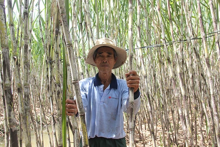 Người trồng mía Hậu Giang lo lắng trước khả năng Nhà máy đường ngưng hoạt động.